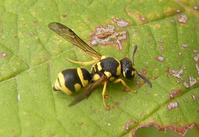 Probabile Odynerus sp. e maschio di Polistes gallicus